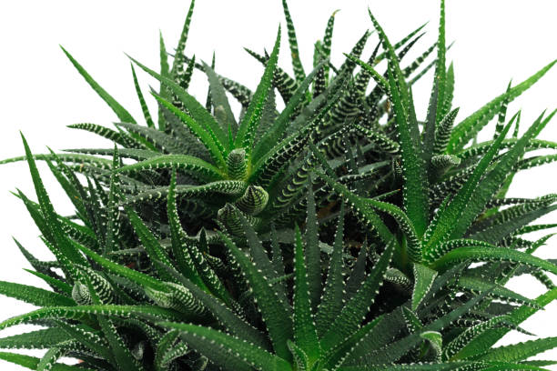 istock Room flower close up  background - Image 1210268585