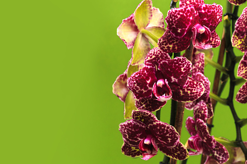 doted purple orchid close up view on green background.