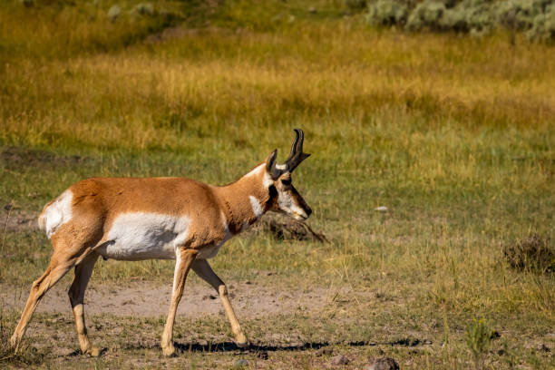 istock Pronghorn antelope at Yellowstone 1210269468