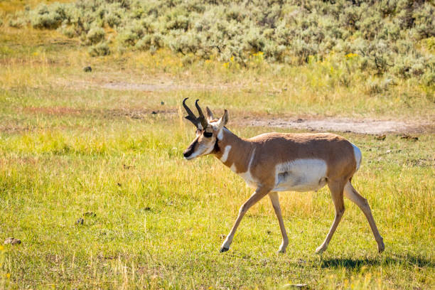 istock Pronghorn antelope at Yellowstone 1210269935