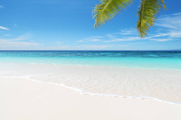 istock Tropical beach with palm leaves and turquoise sea 1210272008
