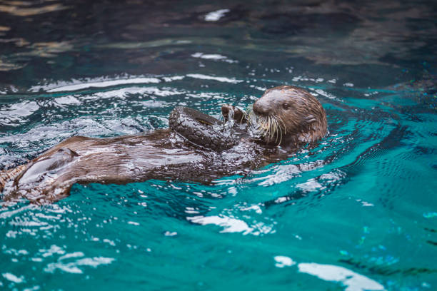 istock Sea otter feeding in Oregon Zoo 1210273319