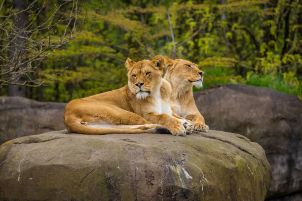 istock Female lions on Rock 1210274546
