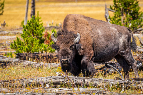 Wild Bison at Yellowstone stock photo