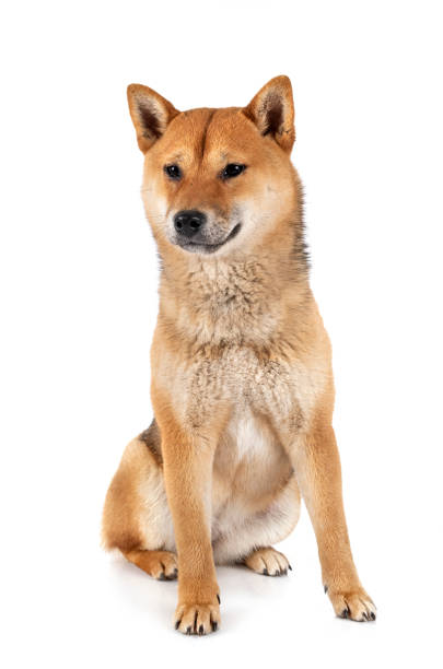 istock shiba inu 1210275659