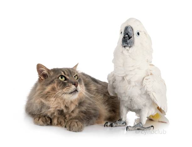 istock maine coon cat and White cockatoo 1210275836