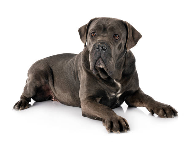 female  italian mastiff female  italian mastiff in front of white background cane corso stock pictures, royalty-free photos & images