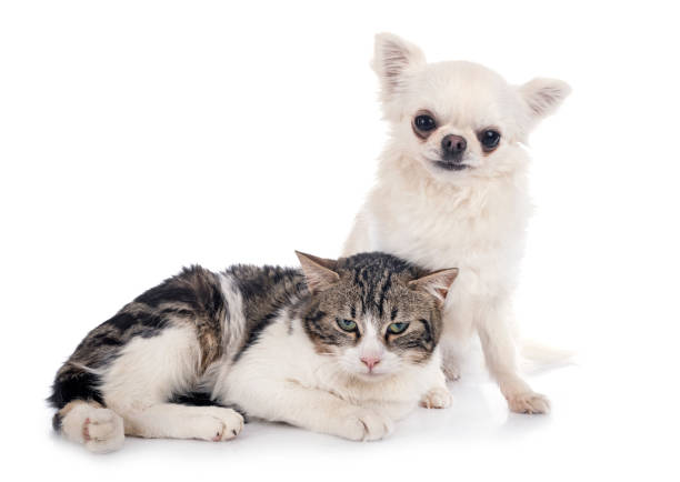 istock stray cat and chihuahua 1210276739