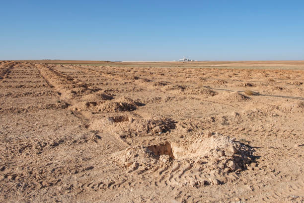 Afforestation in the desert stock photo