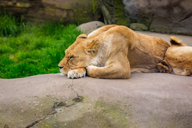 istock Female lions on Rock in Oregon Zoo 1210278833