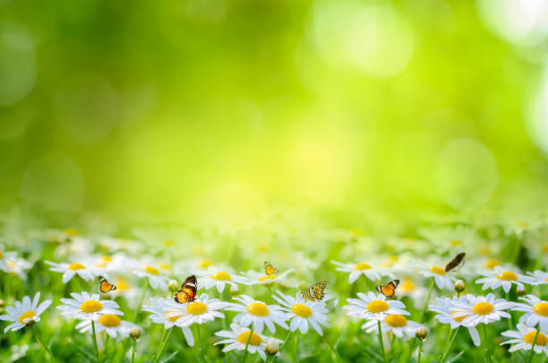 istock flower Leaf background bokeh blur green background 1210280421