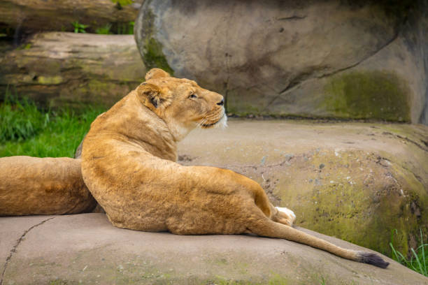 istock Female lion on Rock 1210280647