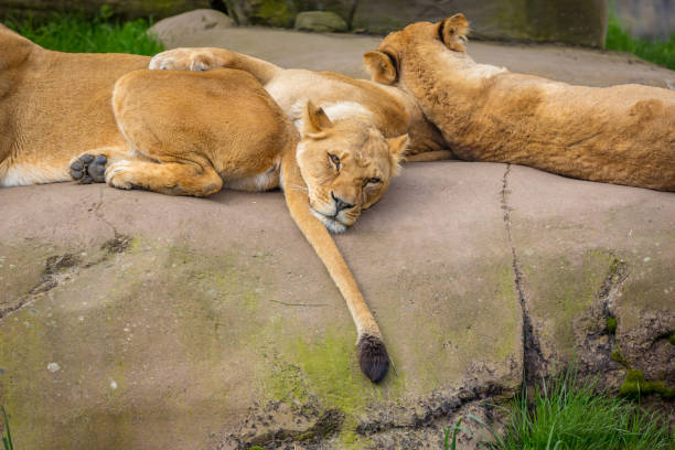 istock Female lions on Rock 1210280691