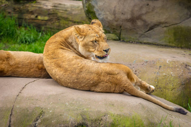 istock Female lion on Rock 1210280857