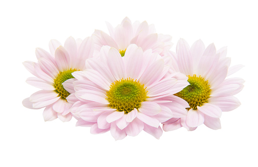 pink chrysanthemum isolated on white background