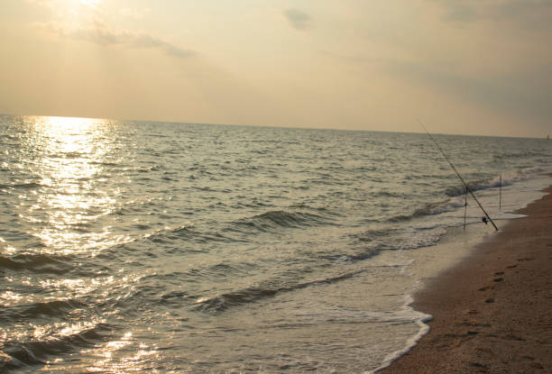 istock Spinning sea fish on a quiet beach. 1210282267