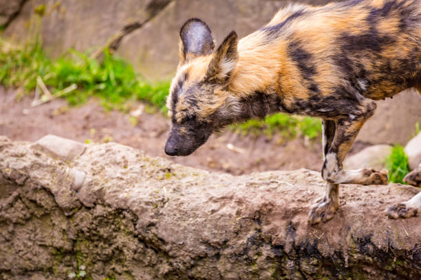 African Dogs in Shady Area At Brookfield Zoo