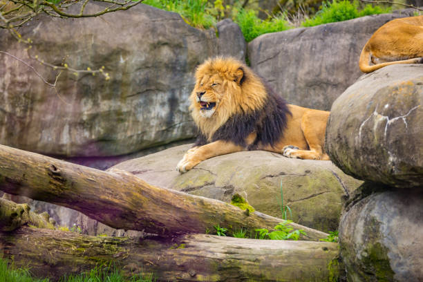 istock Male lion on Rock 1210282512