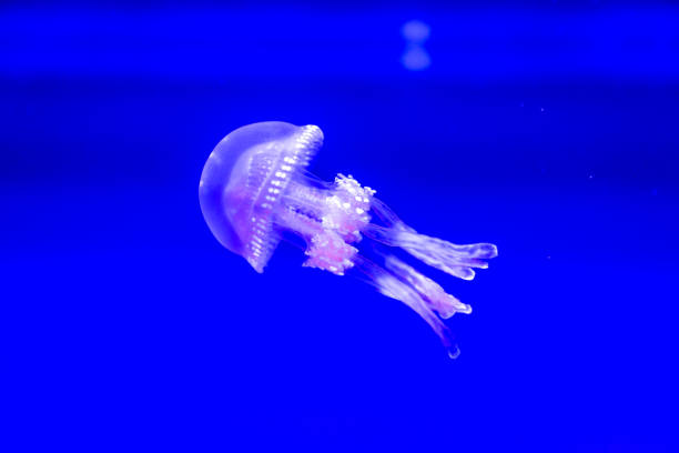 istock Spotted Jelly in blue water 1210284257