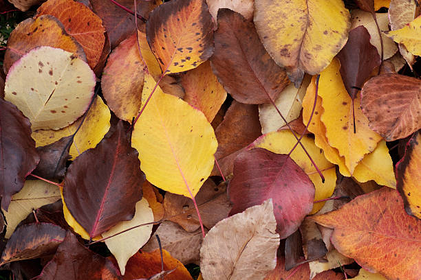 istock Amazing Autumn Leaves 121028534