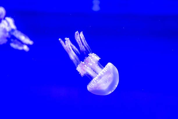istock Spotted Jelly in blue water 1210285440