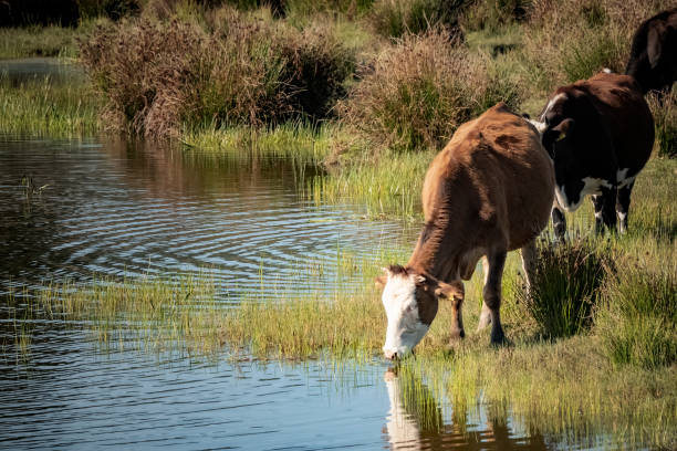 istock cow drinking water in nature 1210285553