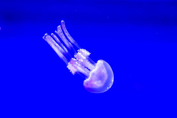 istock Spotted Jelly in blue water 1210285591