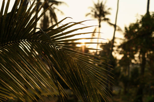 istock Coconut palms jungle forest at sunset 1210285638