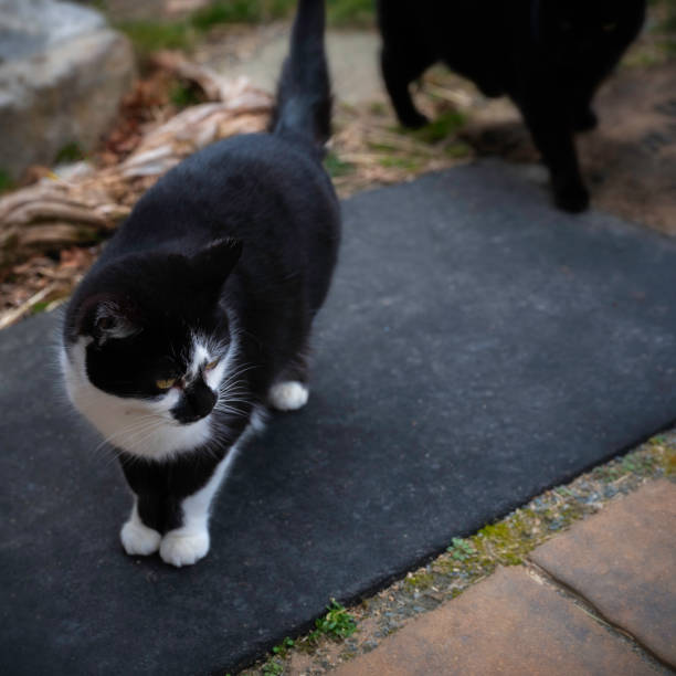 istock Small black and white cat standing outdoors with larger black cat in background 1210285819