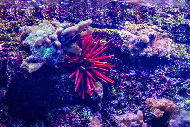 istock Red Slate Pencil Sea Urchin 1210285996