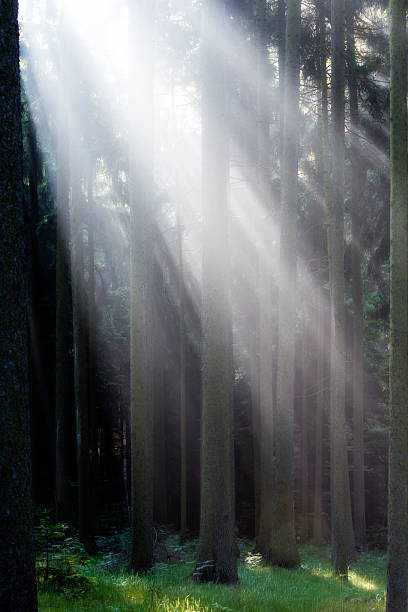 rayos de luz en el bosque - 7958 fotografías e imágenes de stock