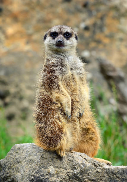 istock Meerkat family member (Suricata suricatta) on guard 1210286304