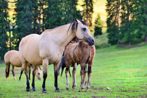 istock Horses on the meadow in the mountains 1210286330