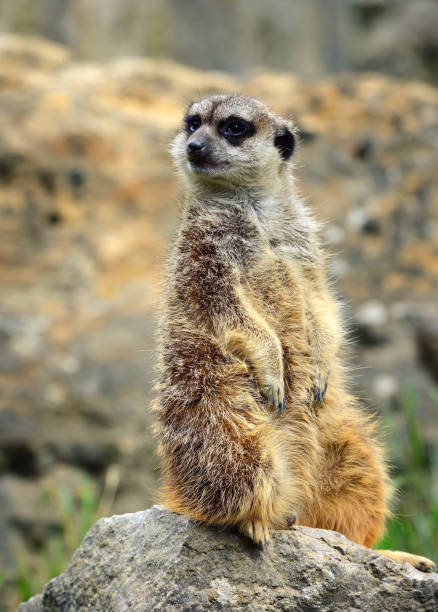 istock Meerkat family member (Suricata suricatta) on guard 1210286352