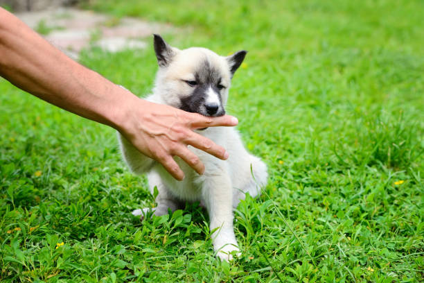 istock A beautiful Siberian Laika puppy playfully gnaws his hand 1210286414