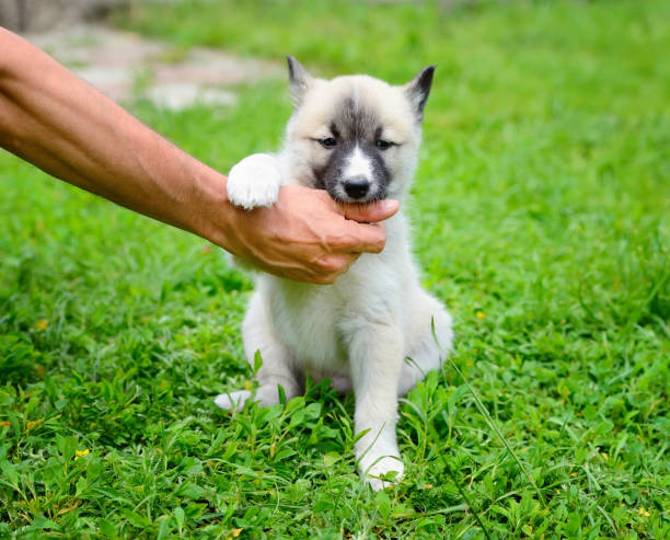 istock A beautiful Siberian Laika puppy playfully gnaws his hand 1210286427