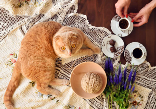 istock Scottish fold cat lying on table with coffee cups and veronica flowers. Cozy weekend concept, top view 1210286568