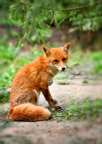 istock European red fox (Vulpes vulpes) in forest. 1210286787