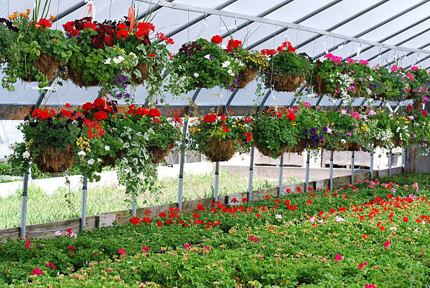 istock Greenhouse Flowers 121028716
