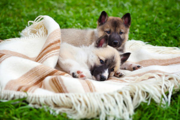 istock Two cute Siberian Laika puppies on the blanket 1210287528