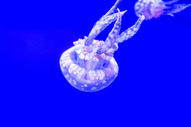istock Spotted Jelly in blue water 1210287753