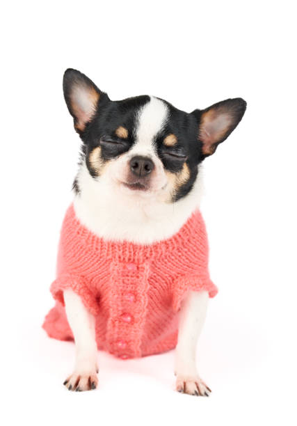 istock Cute dog with closed eyes 1210288201