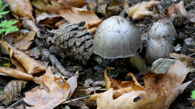 Mushrooms growing on grass lawn 4k stock video
