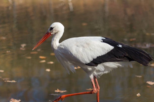istock big white stork at the little pond fall 1210288783
