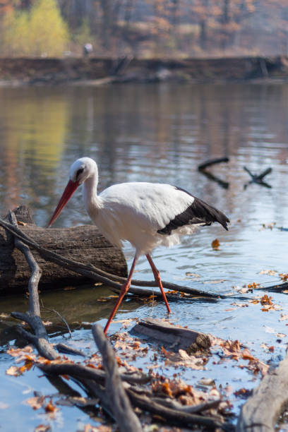 big white stork at the pond in fall or autumn