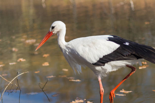 istock big white stork at the little pond fall 1210288805