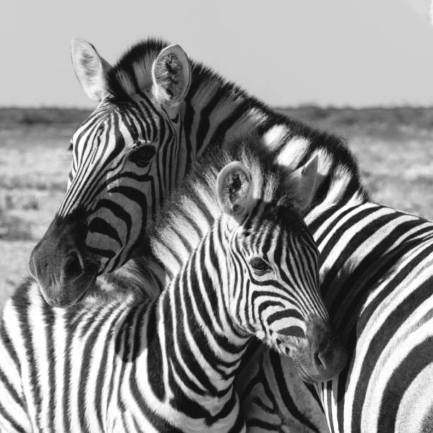istock Zebra in bush, Namibia Africa wildlife 1210289003