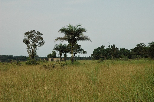 High dry meadow on the plateau of the famous rocks of Gorges de Diosso. Palm trees and woodland with small building in background on cloudy sky in February. District of Kioulou near atlantic ocean in republic of Congo.