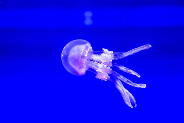 istock Spotted Jelly in blue water 1210289983