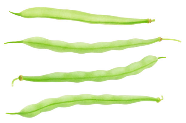 Set of whole green beans isolated on a white background. As a design element.